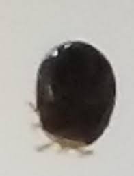small black bugs found on bed and in