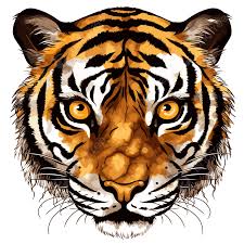 tiger eyes clipart images free