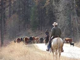 Image result for pictures of driving cattle