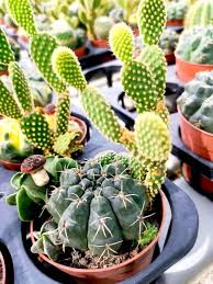 cactus foliage teo joo guan