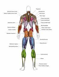 Arm muscle map, needs corrections | arm muscles, arm art. Arm Muscles Map Skeletal System Concept Map Modernheal Com Is Muscle Moment Arm A Measure Of The Effectiveness Of A Animesarayvalen