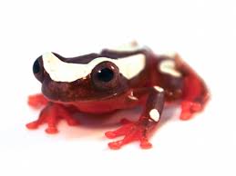 Explore 18 listings for whites tree frogs for sale uk at best prices. Clown Tree Frog For Sale Reptiles For Sale