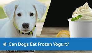 can dogs eat frozen yogurt potential