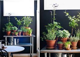 12 Kitchens With Small Herb Gardens