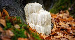 Lion's mane mushroom powder was found to have high protein, carbohydrate, and mineral content, which might help the mushroom's ability to destroy leukemia cells. Lion S Mane Mushroom Benefits For Memory Focus And Mood
