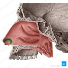 lateral wall of the nasal cavity
