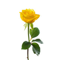 long stem yellow rose images browse 1