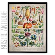 Vegetables Ilration Vintage Print 1
