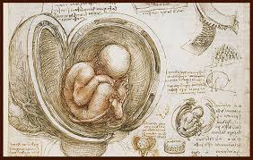 When Does A Human Fetus Become Human Article Renovatio