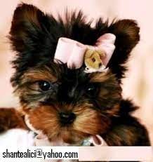 It's also free to list your available puppies and litters on our site. Male And Female Teacup Yorkie Puppies For Free Adoption Columbia Tn Asnclassifieds Yorkie Puppy Teacup Yorkie Puppy Teacup Puppies For Sale