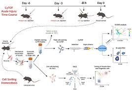 high dimensional single cell m cytometry