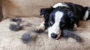 shedding is a sign of stress