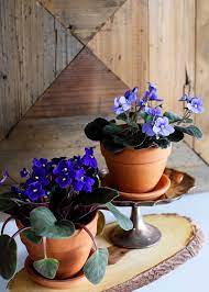 These are not just your grandmother's plants! African Violet Care House Of Hawthornes