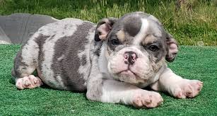 I'm expecting a beautiful litter of lilac tri merles, and lilac tri puppies! Xavier Blue Tri Merle English Male 6500 Pet Price 5500 Bulldog Cute Baby Animals Bulldog Puppies