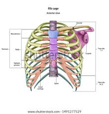 Your rib cage plays three important roles within your musculoskeletal system:: Shutterstock Puzzlepix