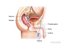 prostate tests niddk