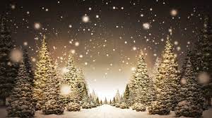 Christmas Trees in Snow HD wallpaper ...