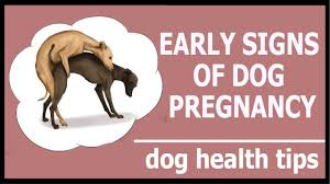 early signs of dog pregnancy how to