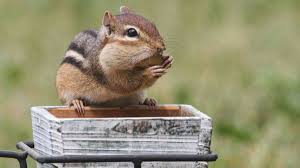 keep chipmunks out of potted plants