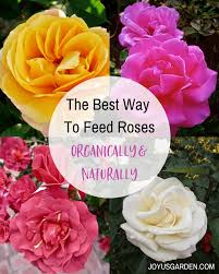 the best way to feed roses organically