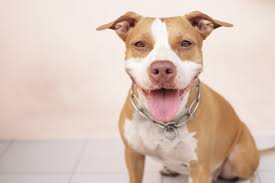 why do pit bulls have a bad retion