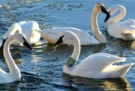  Do Swans Sing Before They Die? 