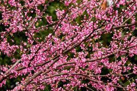 This is probably the first tree to bloom in most areas. Flowering Trees For Spring Hgtv