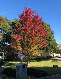 autumn blaze maple tree dallas texas