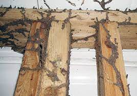 do termites spread from house to house