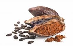 How to grow cocoa in Kenya - FarmKenya Initiative