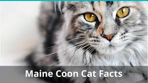maine cat facts colors health