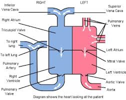Image result for the heart