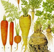 Carrot Parsnip Celeriac Chart Root Vegetable Food Botanical Lithograph Illustration For Your Vintage Kitchen 175