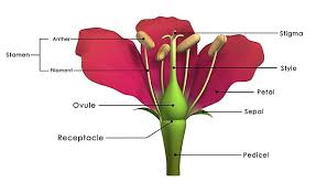 Identifies male reproductive system (anther, filament) and female reproductive system (stigma, style, ovary, ovule) of a flowering plant. 5 Plant Parts You Need To Know