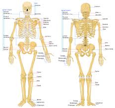 Anatomy Of The Bone Structure The Adult Human Skeleton Has