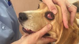 08 exposing a dog s 3rd eyelid you