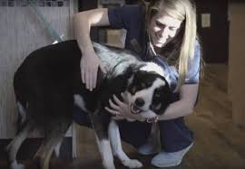 Doctor hours may vary from hospital hours. Expert Veterinary Care In Memphis The Pet Hospitals