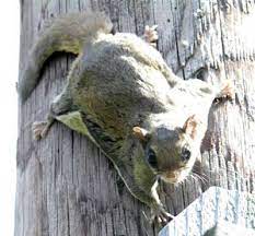 Flying Squirrel S And Nests In
