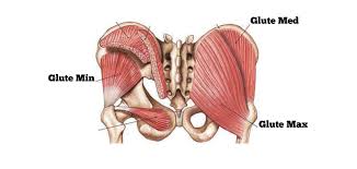The gluteus maximus, gluteus medius and gluteus minimus.the three muscles originate from the ilium and sacrum and insert on the femur.the functions of the muscles include extension, abduction, external rotation, and internal rotation of the hip joint. Tips For Better Glute Activation Strongeryou Personal Training