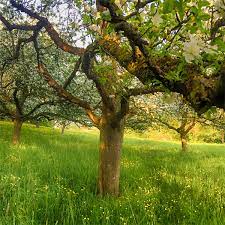 How To Plant Fruit Trees Weston Nurseries