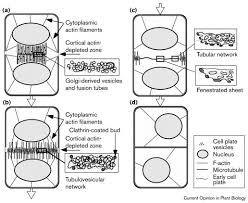 Which parts of the plant cell do vesicles develop into? Divide And Conquer Cytokinesis In Plant Cells Sciencedirect