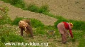 Agriculture map of himachal pradesh showing different crops growing areas, irrigated areas and name of irrigation projects. Farmlands Himachal Pradesh Youtube