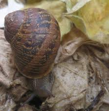 snails and their benefit to the gardener