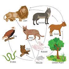 In a food web, large numbers of different herbivores feed on plants. Basic Of Food Chain And Food Web Definition Examples Diagrams