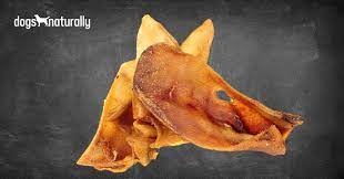 Feeding your pup pig ears is a puppies are also notorious chewers! Pig And Cow Ears When They Re Safe For Dogs Dogs Naturally