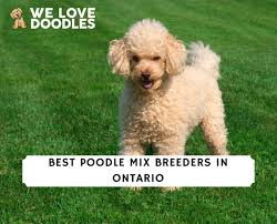 10 best poodle mix breeders in ontario