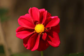 nature flowers dahlia red red flowers