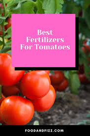 best fertilizers for tomatoes a