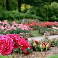 international rose test garden 4609
