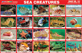 Sea Animals Chart Carnivorous Wild Animal Best Blog
